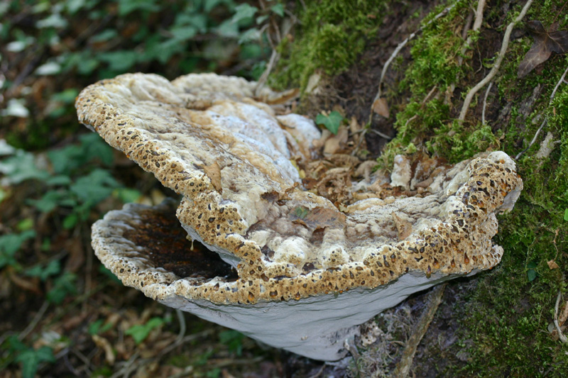 Inonotus dryadeus